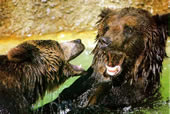 Все медведи любят воду, особенно если она служит источником пищи. Эти два азиатских бурых медведя маньчжурского подвида оспаривают свои права на рыбную ловлю. Возможно они родственники, тогда их борьба будет короткой и бескровной.