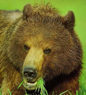 Аляскинский гризли пасется в сочной траве, поедая ее с таким же удовольствием и прожорством как это делает буйвол. Весной и летом медведи употребляют траву в огромных количествах. 