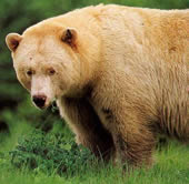 Кермодский медведь, малоизвестная британско-колумбийская разновидность черного медведя, может быть совершенно белым, если его шерсть не запачкана землей, соком растений или окисленными минералами. 