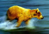 Молодой бурый медведь бежит по мелководью, охотясь за рыбой. Он слишком возбужден и нетерпелив в стремлении сделать то, не раз наблюдал в исполнении своих старших собратьев. Вначале молодые медведи неловки и неуклюжи, неправильно расчитывают время, их движения не координированы. 