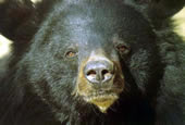 У азиатского черного медведя широко посаженные уши и широкое кольцо из длинной шерсти на шее и плечах. Он обладает опасным раздражительным нравом, особенно если его потревожат в берлоге. Злобный в дикой среде обитания, он легко поддается дрессировке в неволе с детства. Его можно часто видеть в цирках. 
