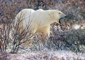Белый медведь - самый хищный из всех медведей, однако его большая популяция, обитающая у Гудзонова залива, во время теплых месяцев направляется в глубь континента и питается главным образом растительностью, пока не образуется прочный лед. Тогда они вновь возвращаются к заливу и возобновляют охоту на тюленей. Этот белый медведь просто зевает, он не предупреждает своих соперников о том, что им надо уйти подальше. 